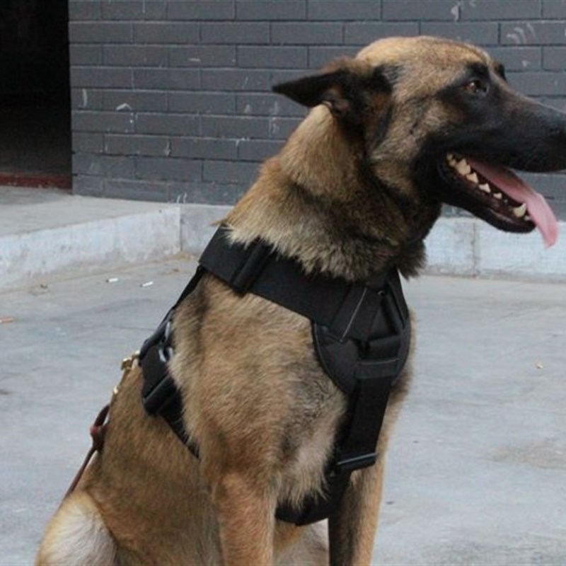 狗套装胸背金毛德牧马犬工作犬扑咬胸背带牵引绳k9中大型犬遛狗防