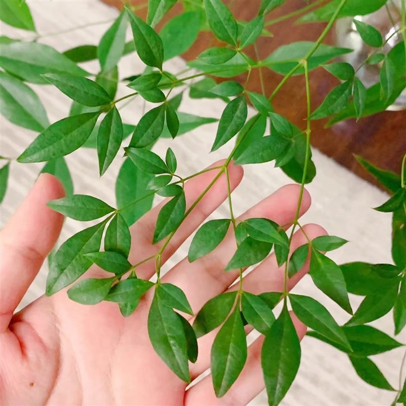 南天竹鲜切枝水培绿植火焰红盆栽花卉室内水养平替吊钟马醉木植物