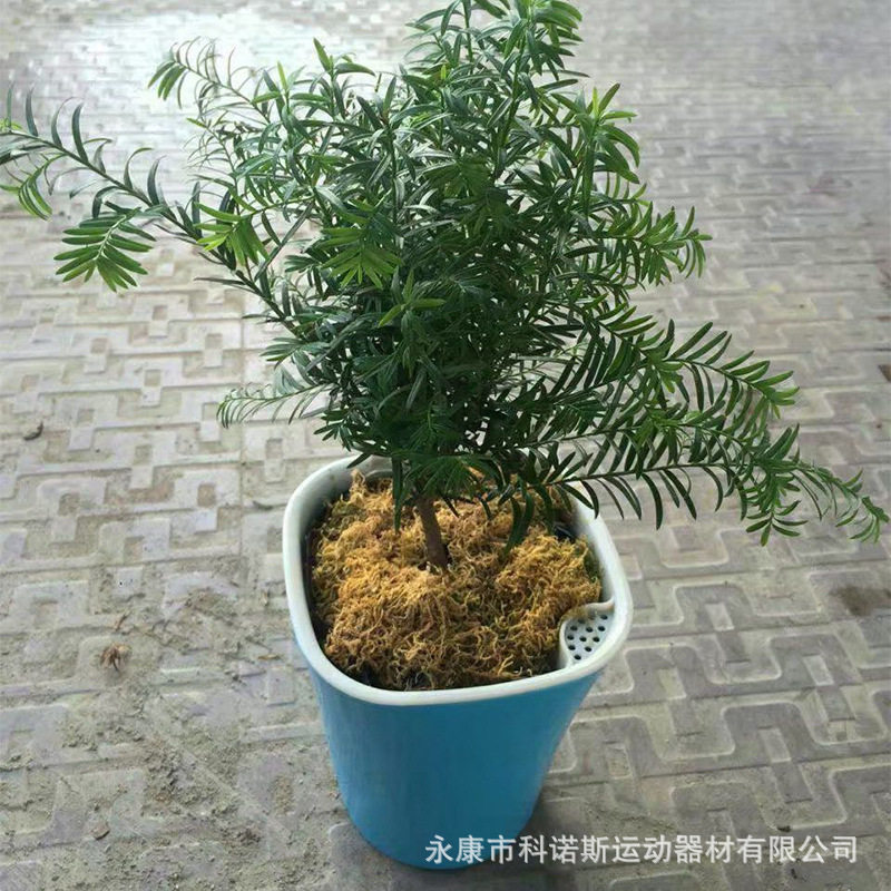 包邮创意自动吸水塑料懒人花盆 棉绳吸水盆 绿萝仿陶瓷绿植种菜