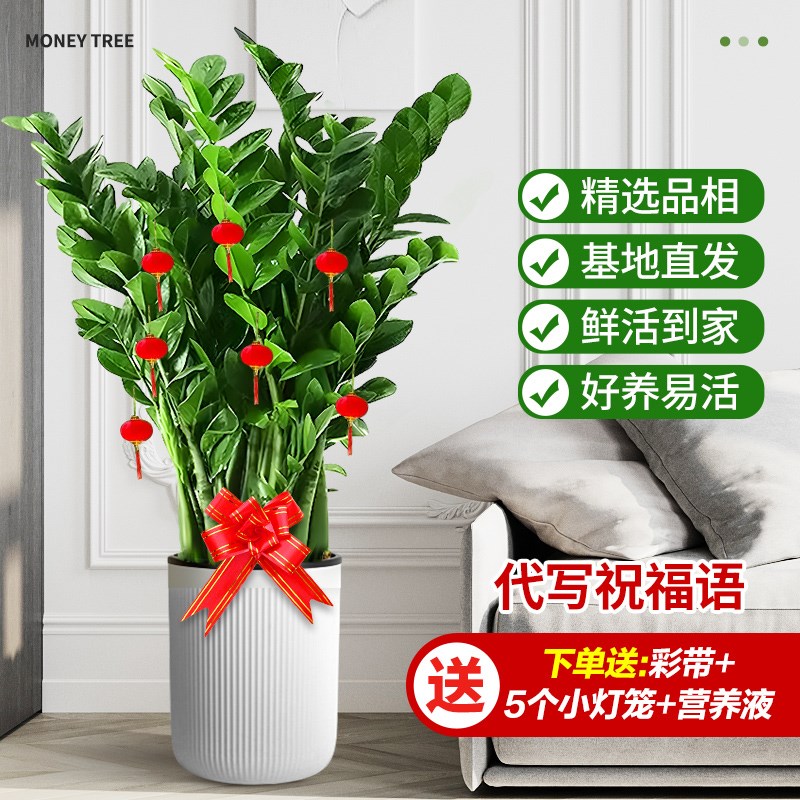 金钱树客厅大花盆栽发财树室内大型绿植圆叶钱串子摆件好养招财树