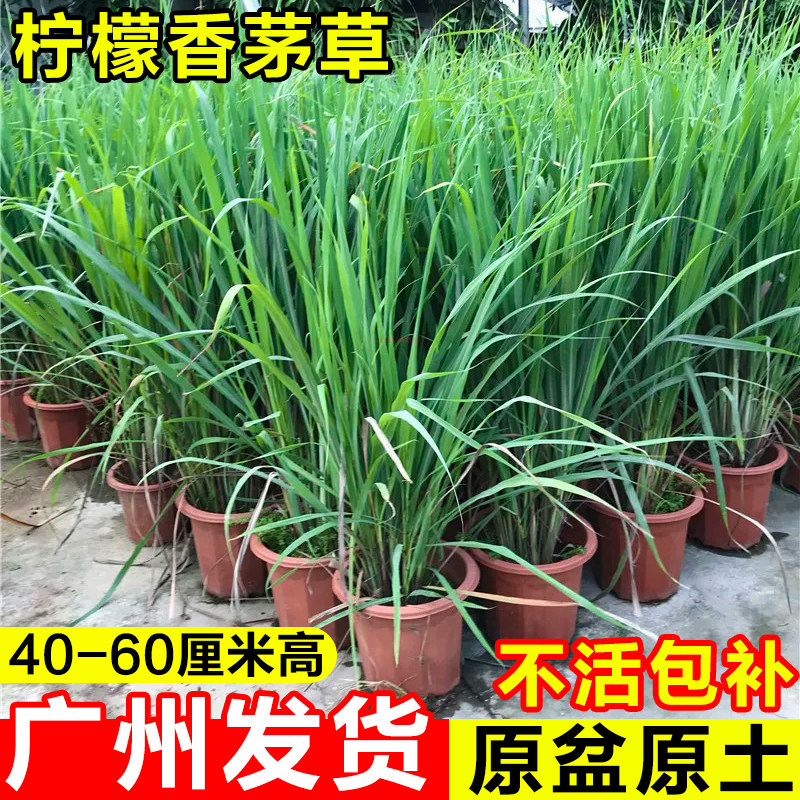 鲜鲜香茅草盆栽室内阳台驱蚊植物柠檬草苗可食用香草调料薄荷绿植