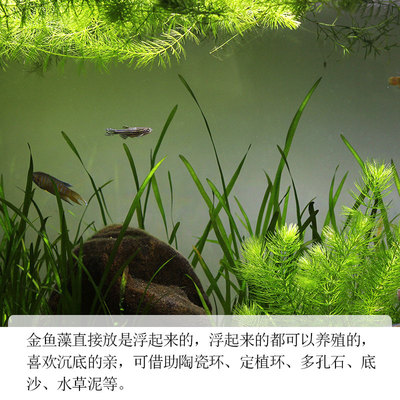 金鱼藻水草淡水水族箱鱼缸造景挂卵繁殖降低氨氮净化水质好养易活