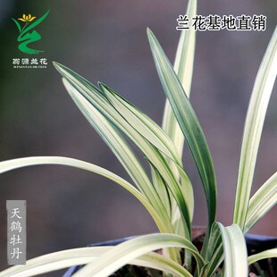 翁源兰花苗四季建兰高端中透艺草天鹤牡丹迷你茶桌兰富山奇蝶盆栽