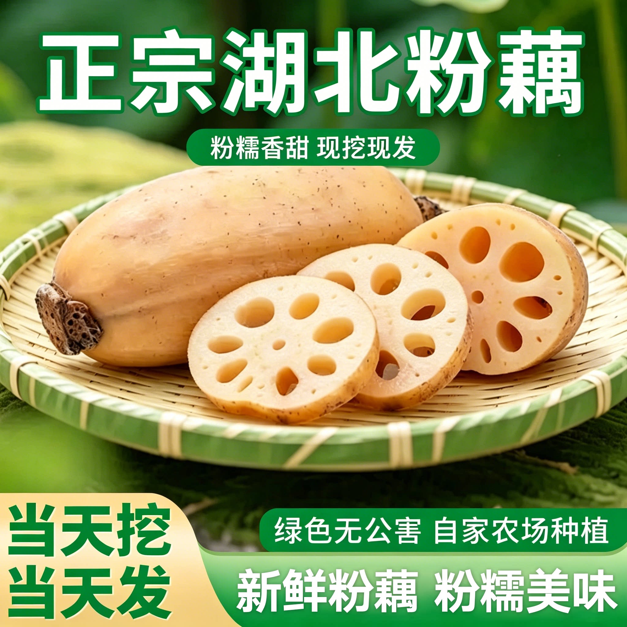 正宗湖北粉藕新鲜现挖粉糯清甜排骨汤糯米藕现挖粉藕绿色拒绝漂白
