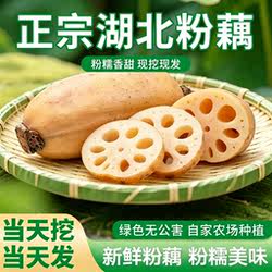 正宗湖北粉藕新鲜现挖粉糯清甜排骨汤糯米藕现挖粉藕绿色拒绝漂白