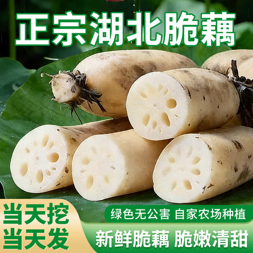 湖北莲藕当季莲藕凉拌清炒脆藕