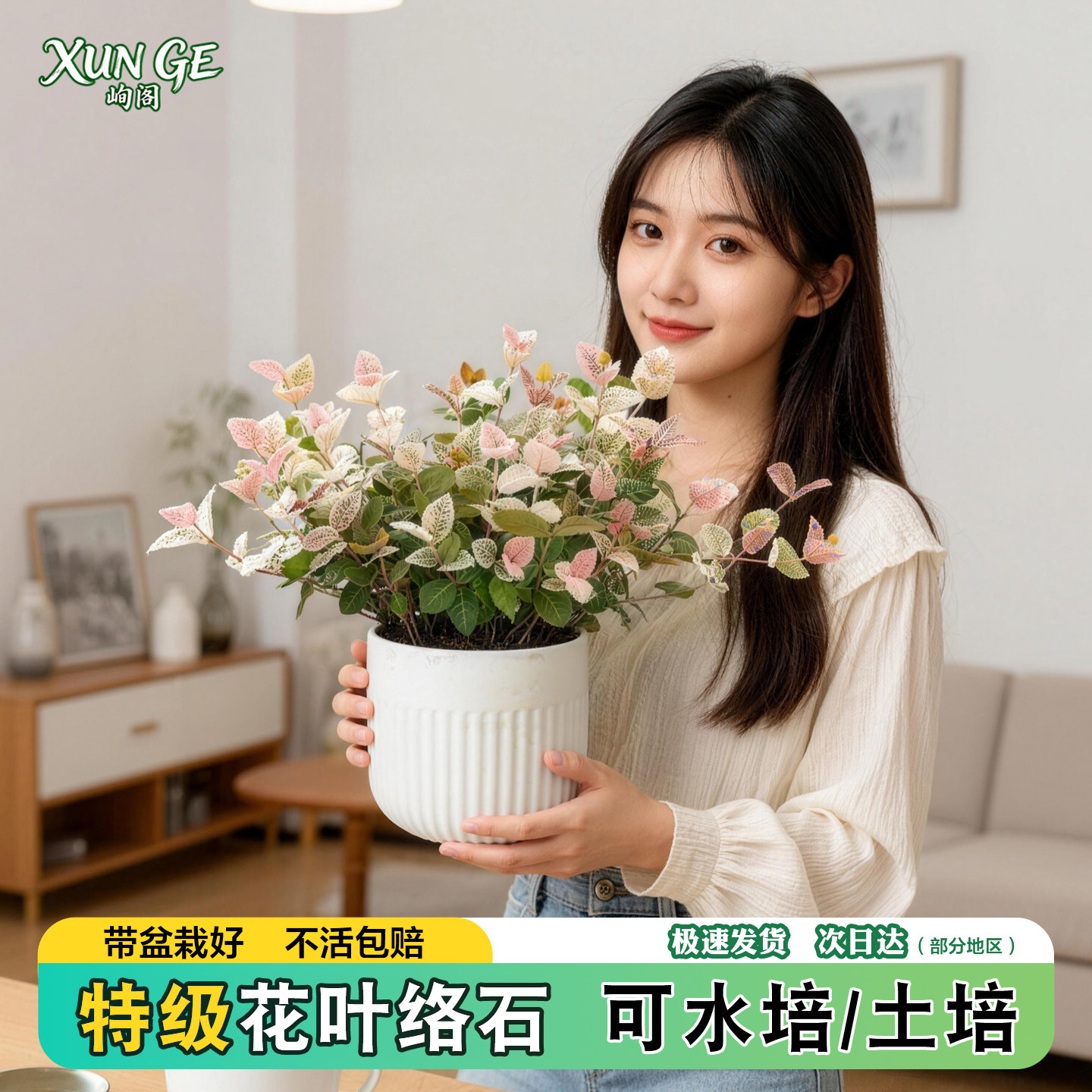 花叶络石水培盆栽大苗绿植花卉室内阳台观叶垂吊植物四季彩叶好养