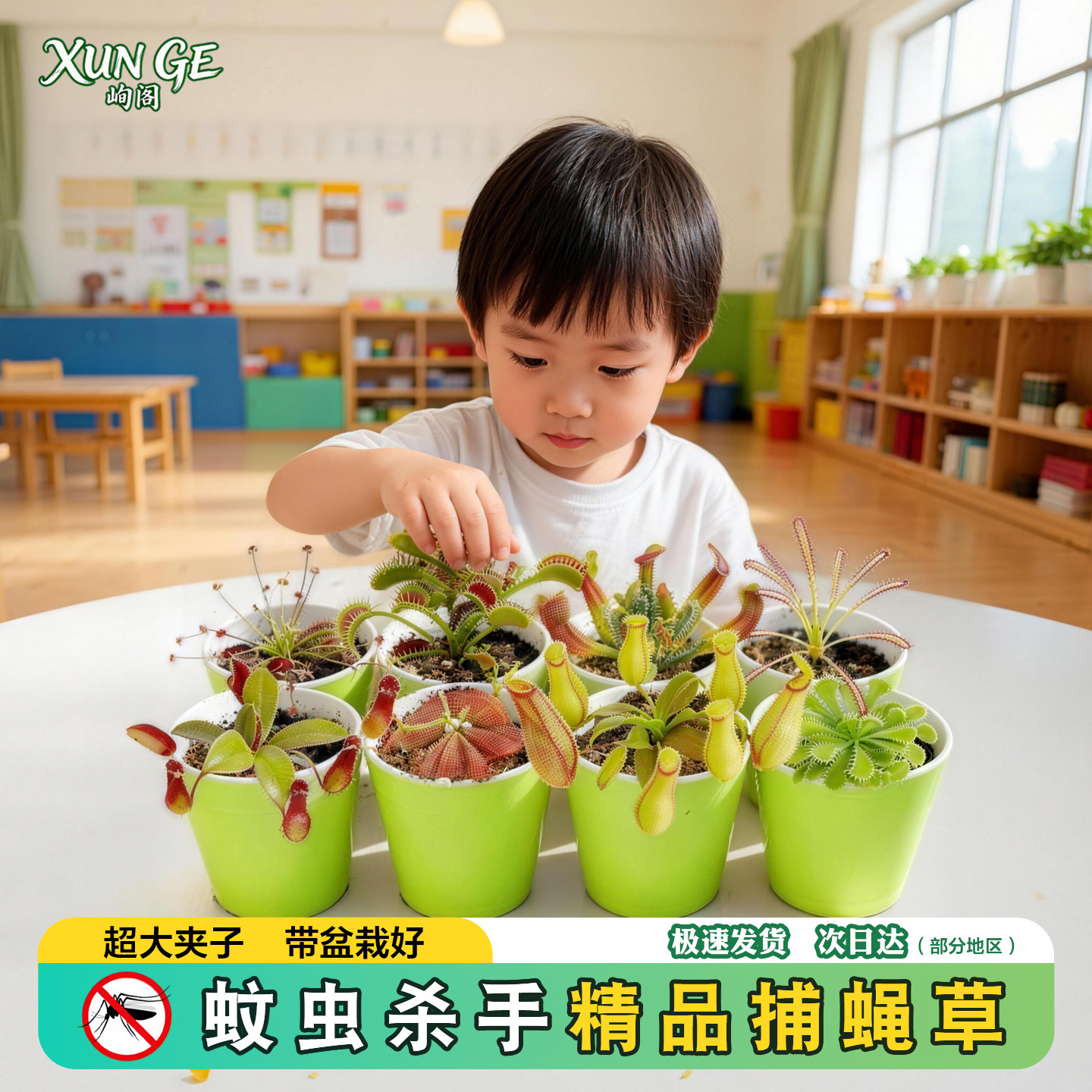 捕蝇草盆栽食虫植物吃虫子猪笼草夏季办公桌面驱蚊绿植食虫草夹子
