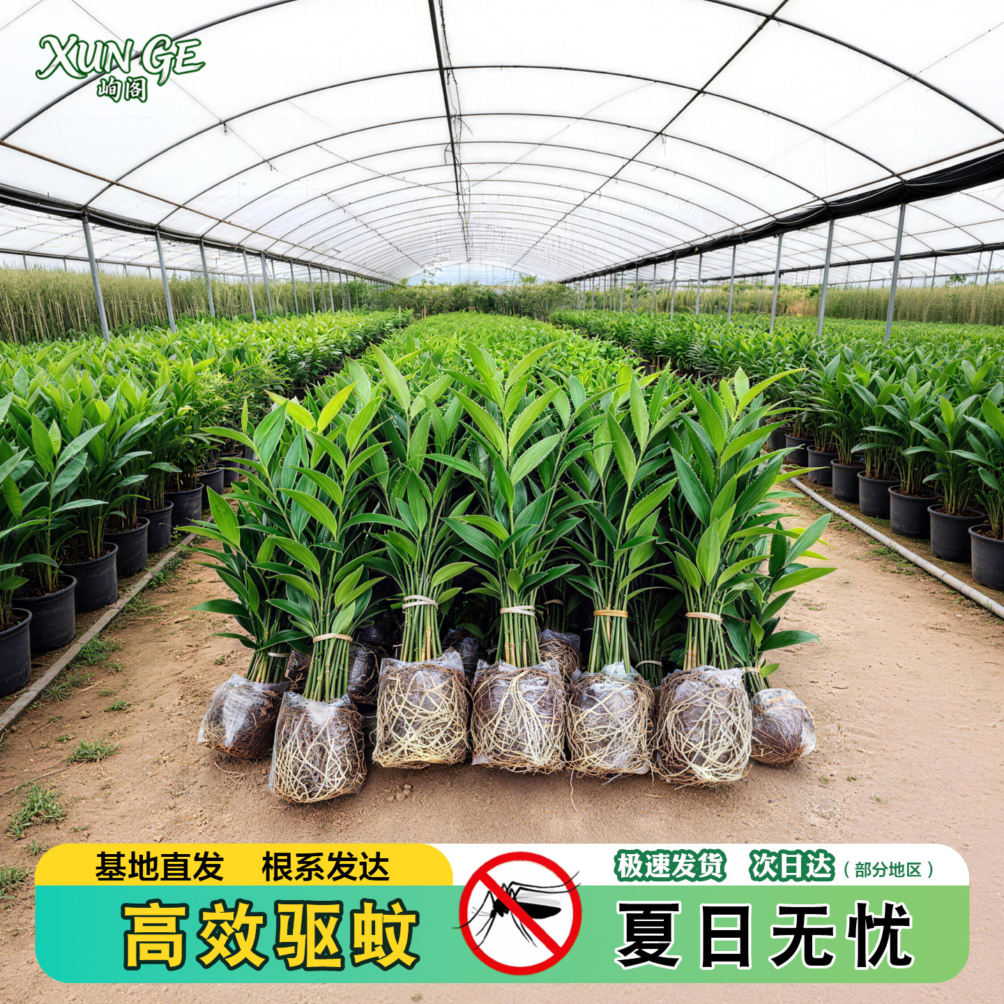 驱蚊竹柏水培植物室内水养绿植盆栽竹子大颗老桩四季常青好养花卉 - 实物图