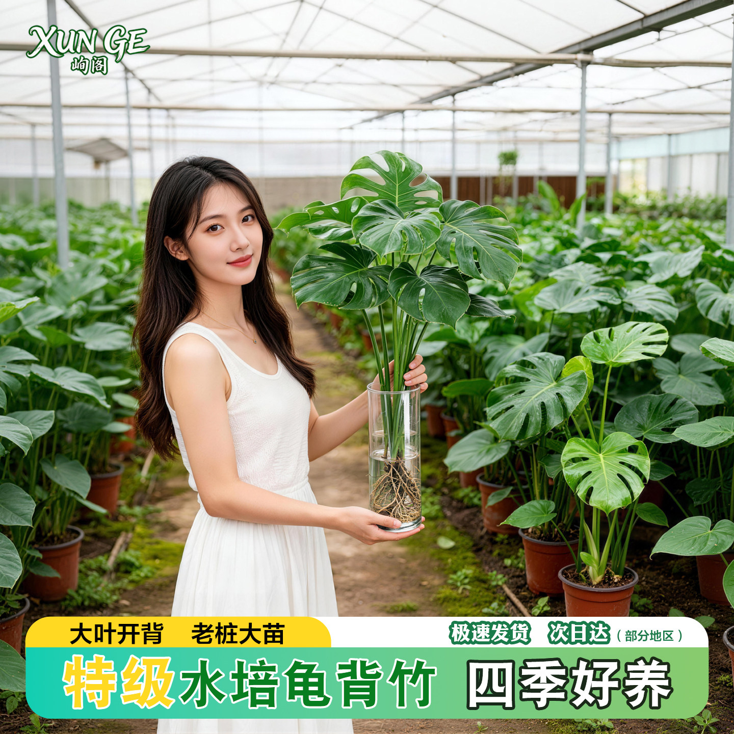大叶龟背竹水培老桩桌面绿植好养