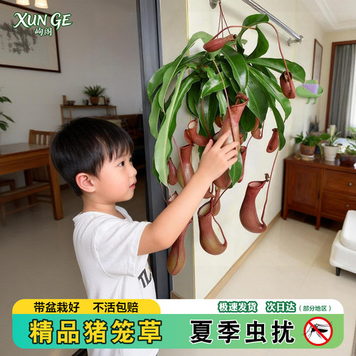 猪笼草盆栽吊兰室内客厅四季花卉