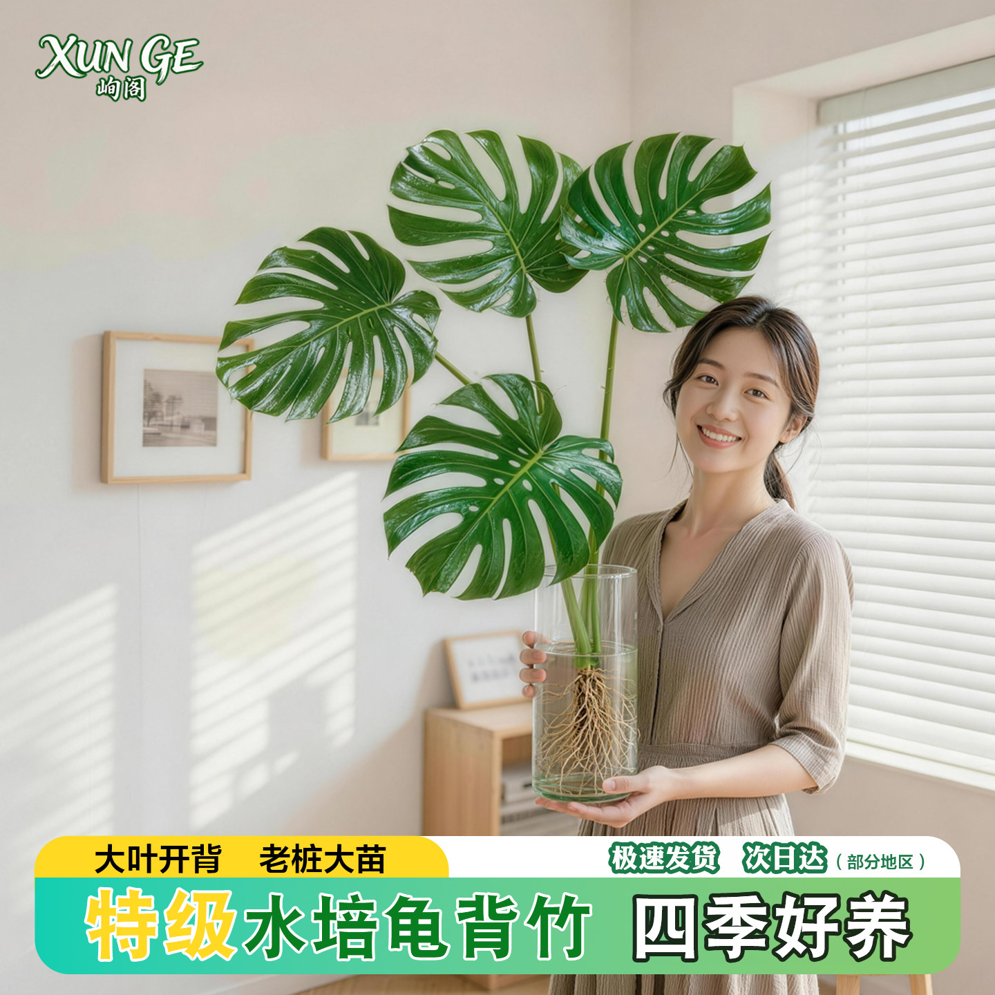 峋阁龟背竹水培四季室内桌面绿植