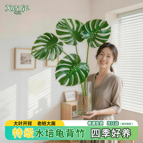 峋阁龟背竹水培四季室内桌面绿植