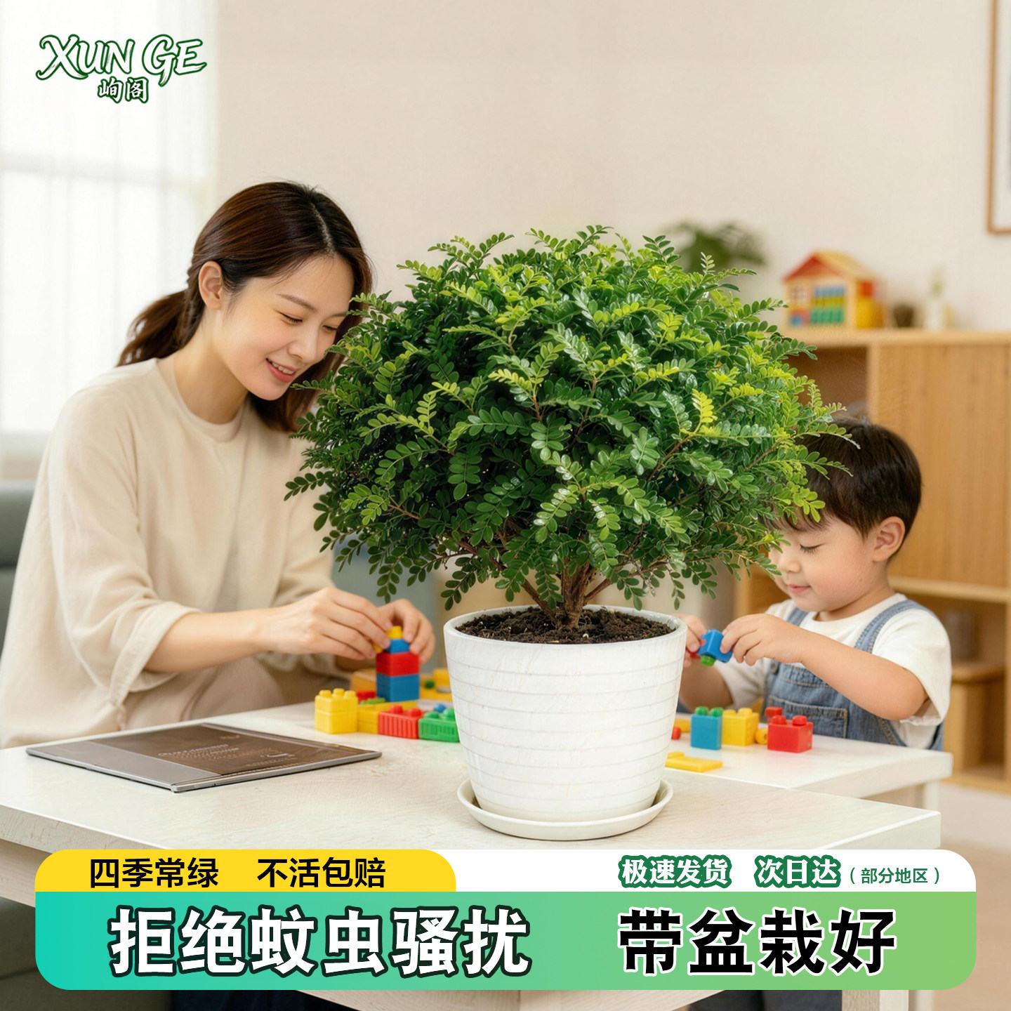 正宗清香胡椒木盆栽室内外好养活