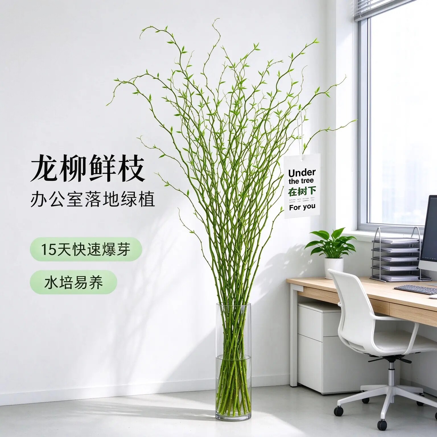 龙柳鲜枝水培植物室内好养绿植插花干枝雪柳切花水养客厅吊钟盆栽