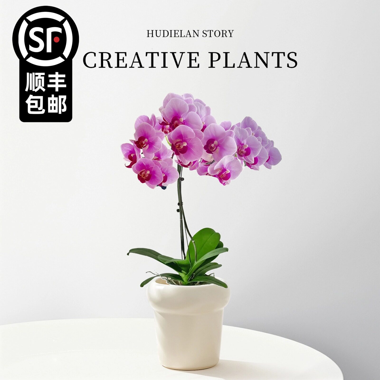桌面蝴蝶兰文心兰带花带花苞盆栽