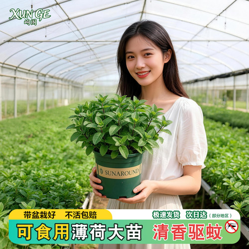 薄荷盆栽大盆驱蚊可食用室内绿植
