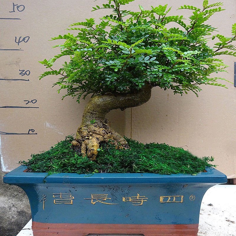 清香木胡椒木盆景植物室内花卉绿植净化空气四季好养 驱蚊草盆栽