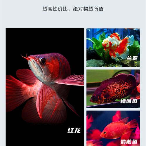红龙灯专用鱼缸灯LED灯防水超亮神灯潜水三基色鹦鹉照明增艳灯管