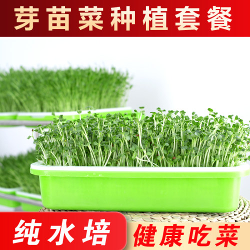 发芽盆盖子无土栽水培蔬菜塑料豆芽神器专用透明盖育苗盘专用黑盖