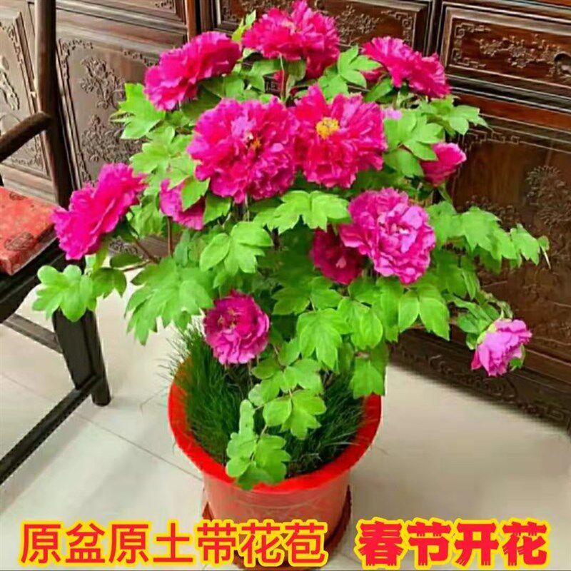 洛阳盆栽观赏牡丹年宵花原盆原土带花苞正宗催花牡丹礼盒包装
