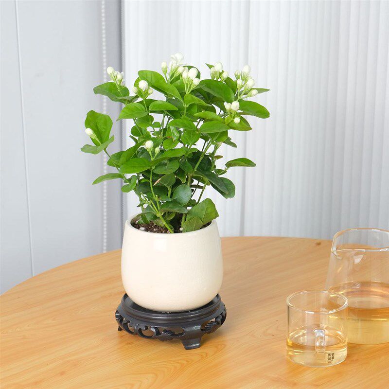 花点时间茉莉花盆栽室内风铃开花月季/蔷薇/玫瑰