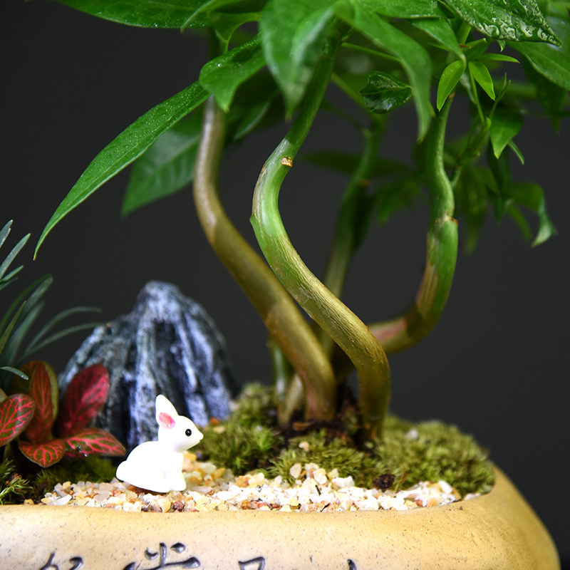 发财树盆栽室内植物客厅招财摆件禅意中式盆景好养易活绿植礼品