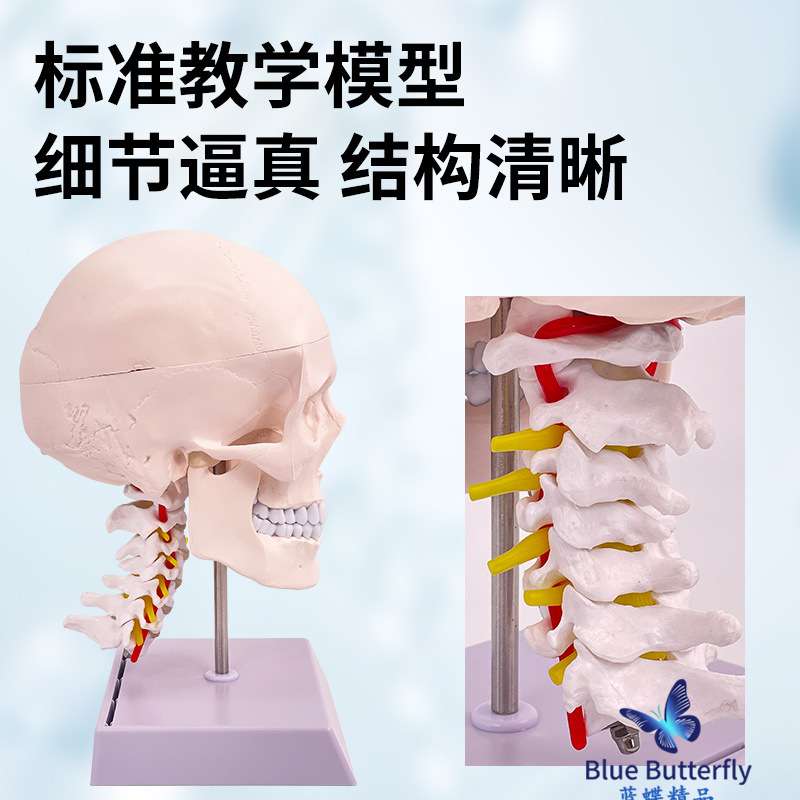 人体头骨模型 自然大头骨带颈椎附脑模型 头颅脑动脉模型 有支架