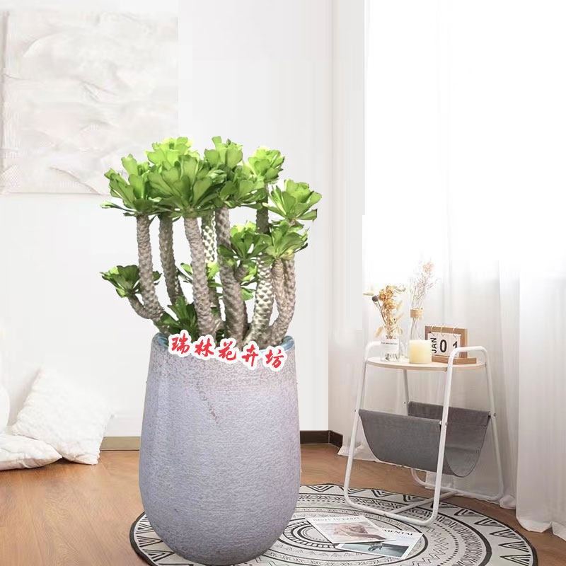 麒麟扇贝多肉植物仙人掌沙漠绿植客厅阳台庭院盆栽耐旱好养活花卉