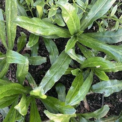带根老缅芫荽种苗可种新鲜有根大香菜刺芹泰国香菜苗