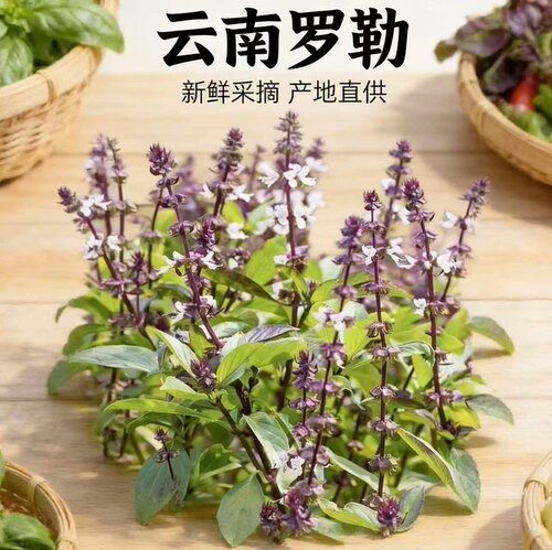 云南野生新鲜九层塔罗勒叶傣味