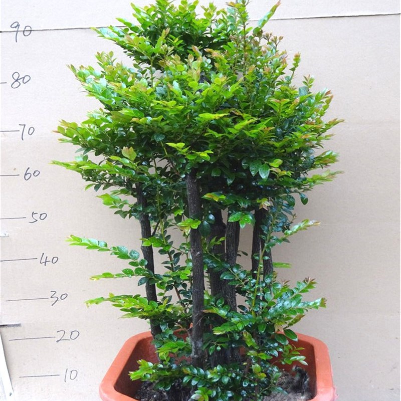 小叶紫檀盆景树桩大型绿植吸甲醛室内桌面客厅阳台四季常青植物