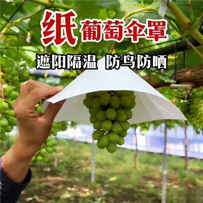 厂家直销葡萄纸伞葡萄伞袋葡萄遮阳纸葡萄防日灼纸伞葡萄防护纸伞