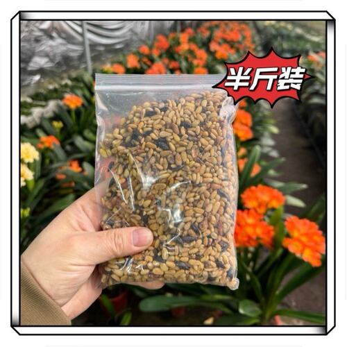 君子兰用俗称腰肥植物增速快植料油料植物都能用专用松仁麻籽油葵