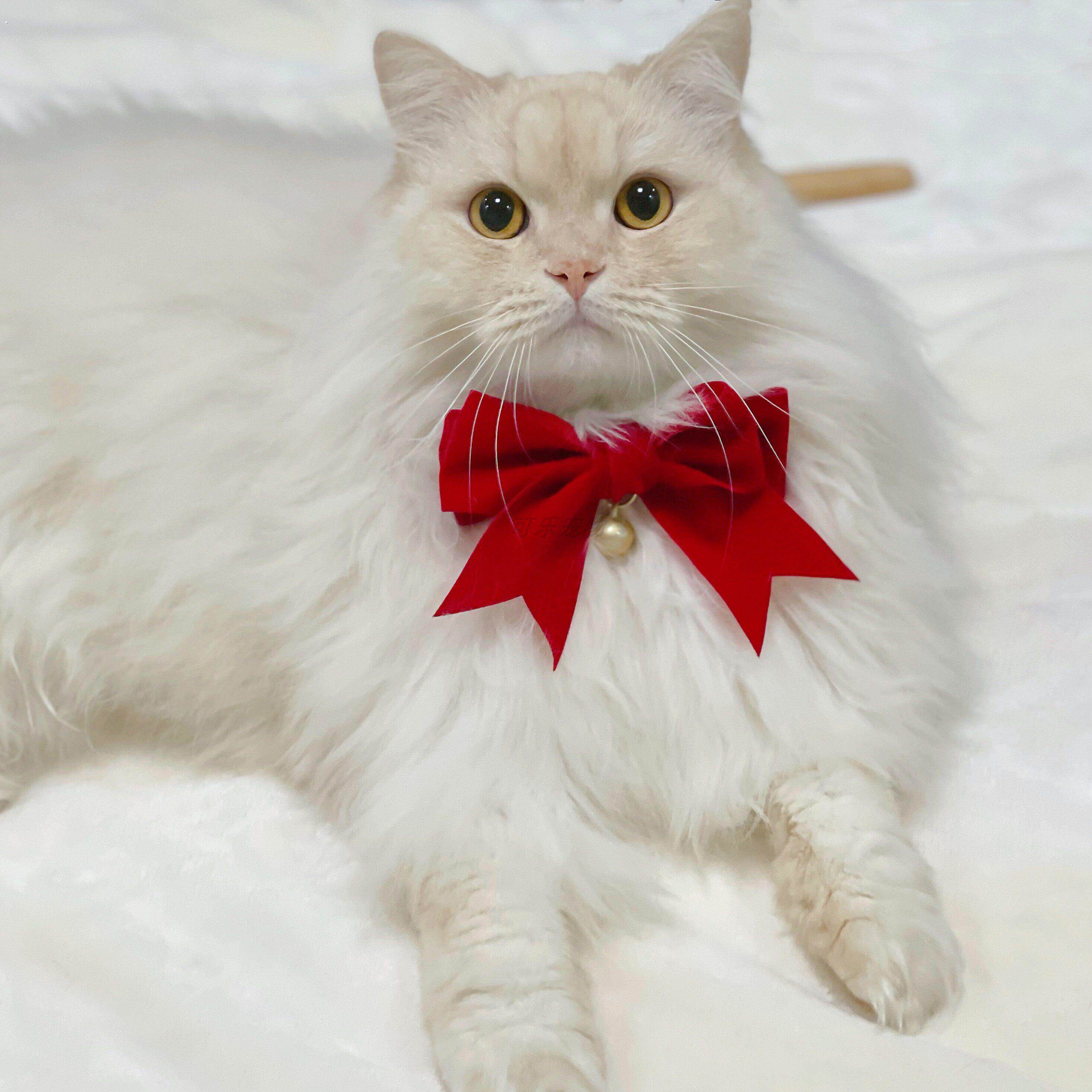 宠物猫咪狗狗结婚装扮生日丝绒大蝴蝶结项圈铃铛领结可调节颈链