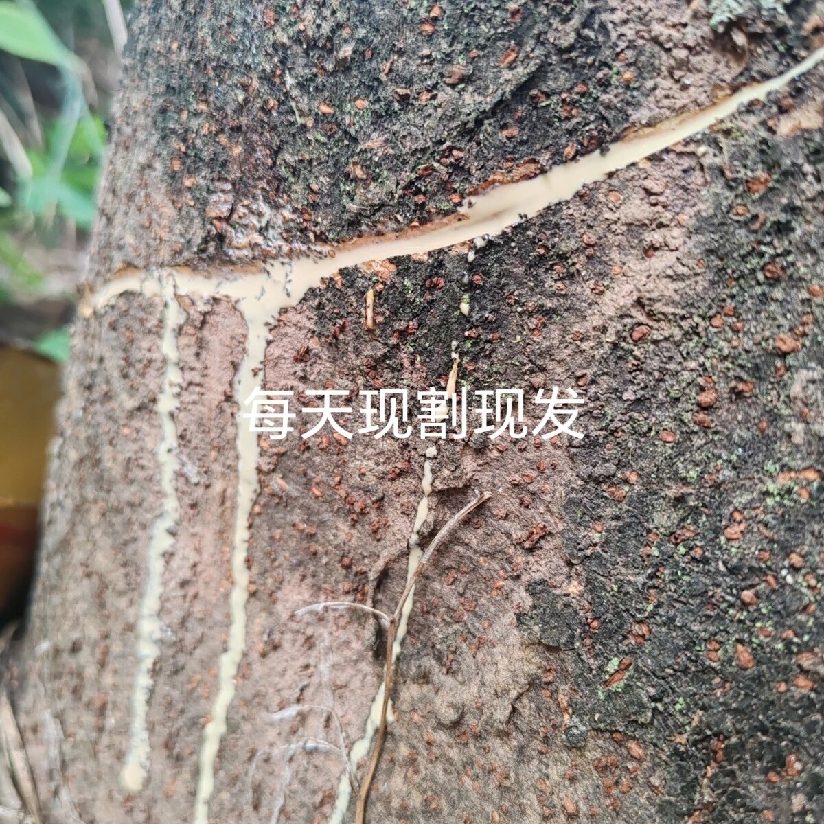 四川大山老构树汁液牛皮癣适用