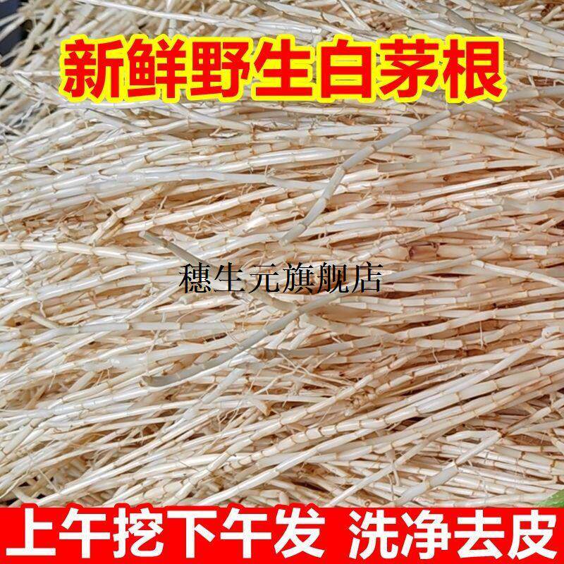 新鲜茅根野生现挖无硫白草
