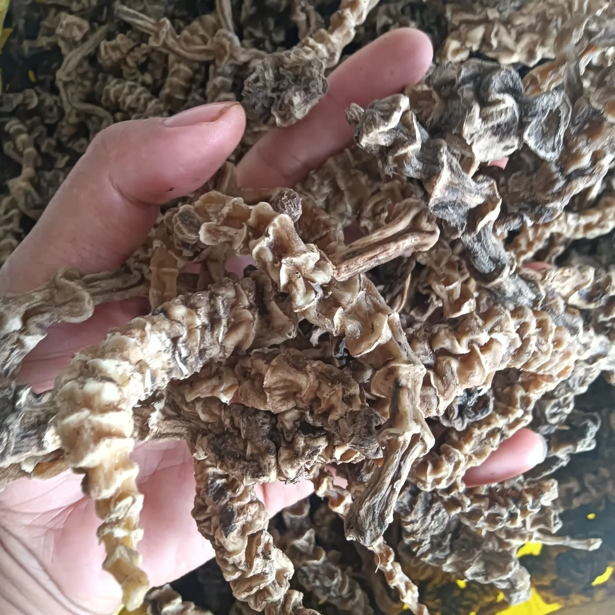 云南腾冲野生虫草参泡酒料