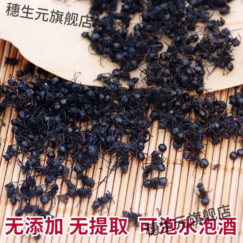 黑蚂蚁长白山野生黑蚂蚁干 大黑蚂蚁 拟黑多刺蚁黑蚂蚁泡酒料