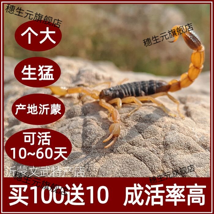 沂蒙山野性十足全蝎子活体