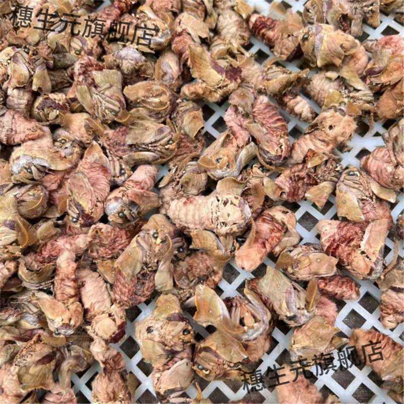 雄蚕蛾未交尾岫岩干品泡酒