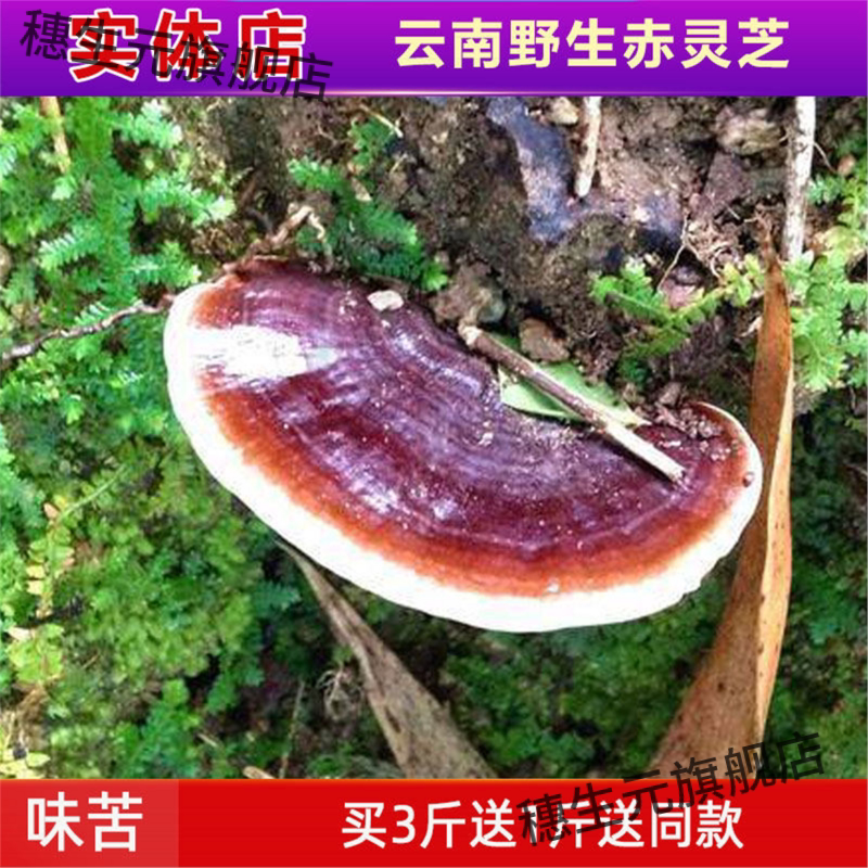 云南野生整枝赤灵芝天然无