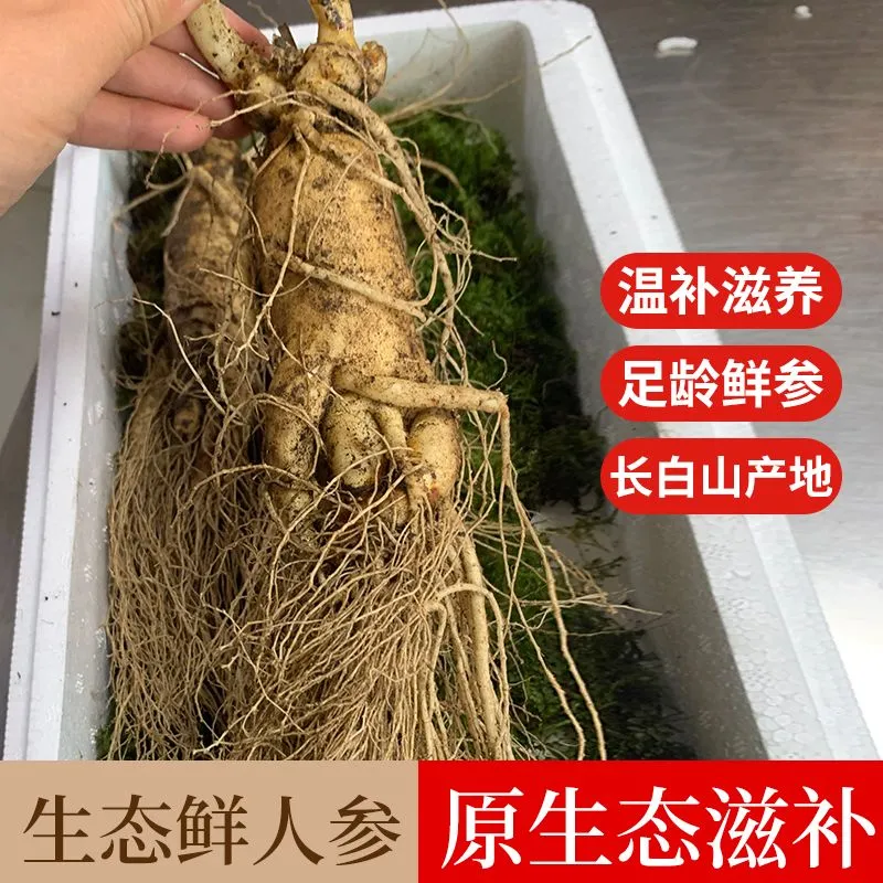 新鲜人参现采挖带土长白山