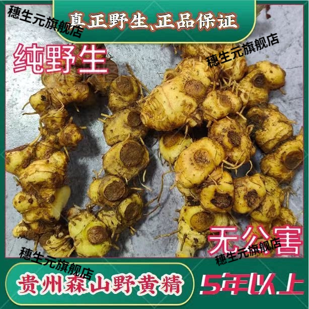 贵州野生新鲜黄精中药材
