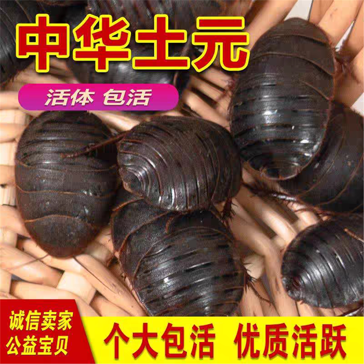 活体土元虫鳖材子地地鳖虫