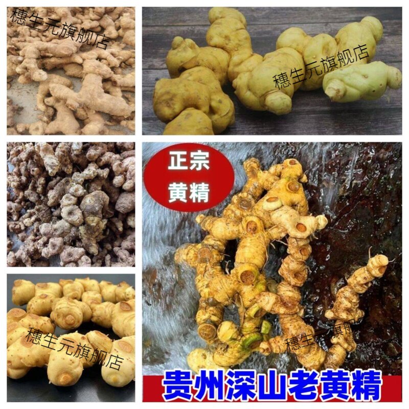 贵州深山现挖黄精煲汤泡酒防脱