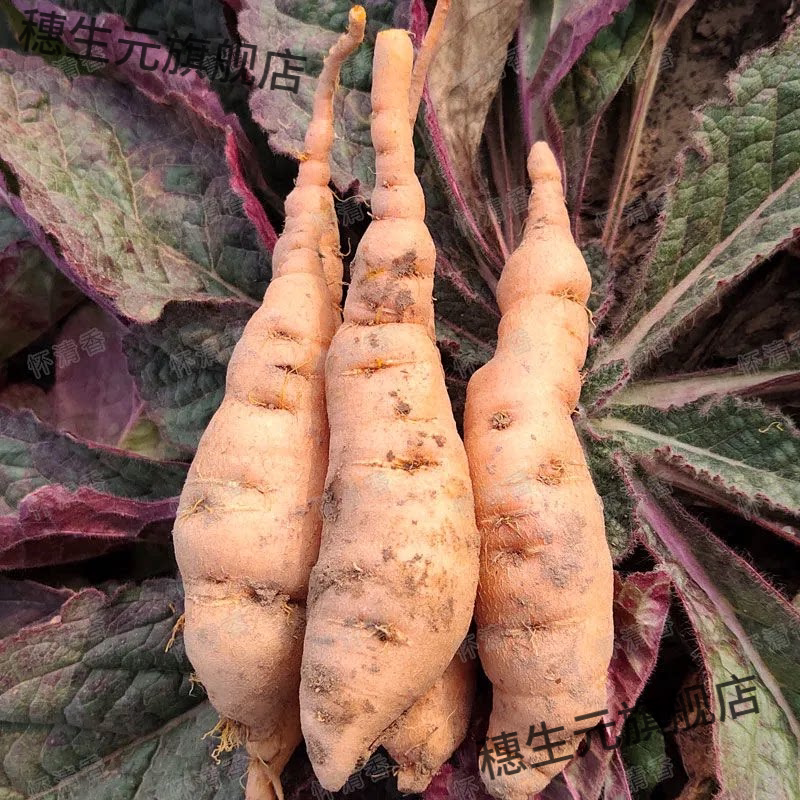 正宗鲜生现挖怀地黄中药材泡茶