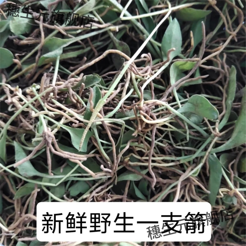 新鲜一支箭蛇舌草野生枝瓶