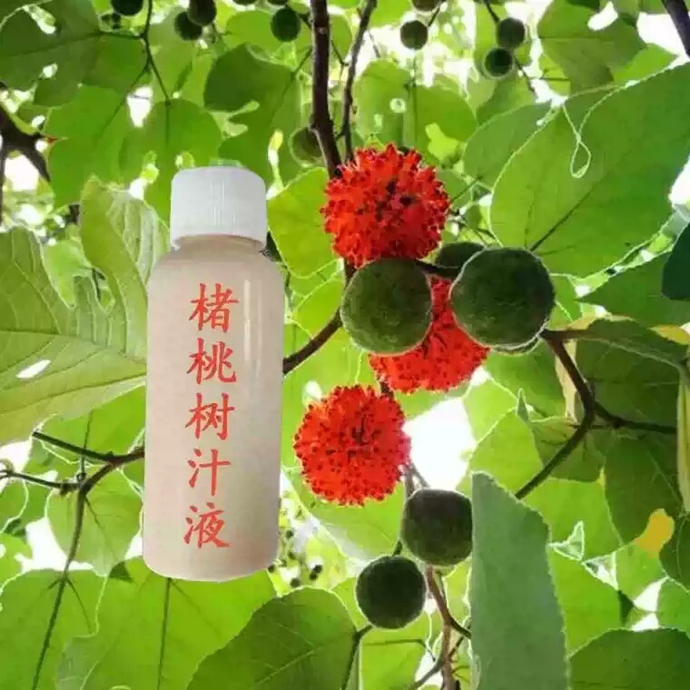 四川大山老构树汁楮桃树汁