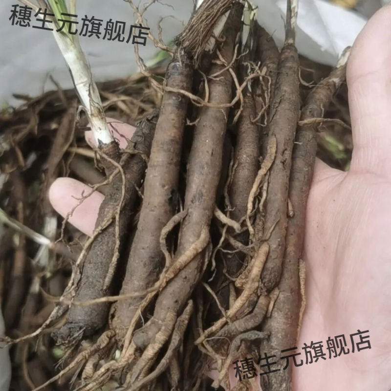 贵州新鲜独脚仙矛中药材包邮